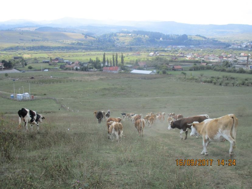  - COBORATUL CU STANA 2017 DIN CALIMANI