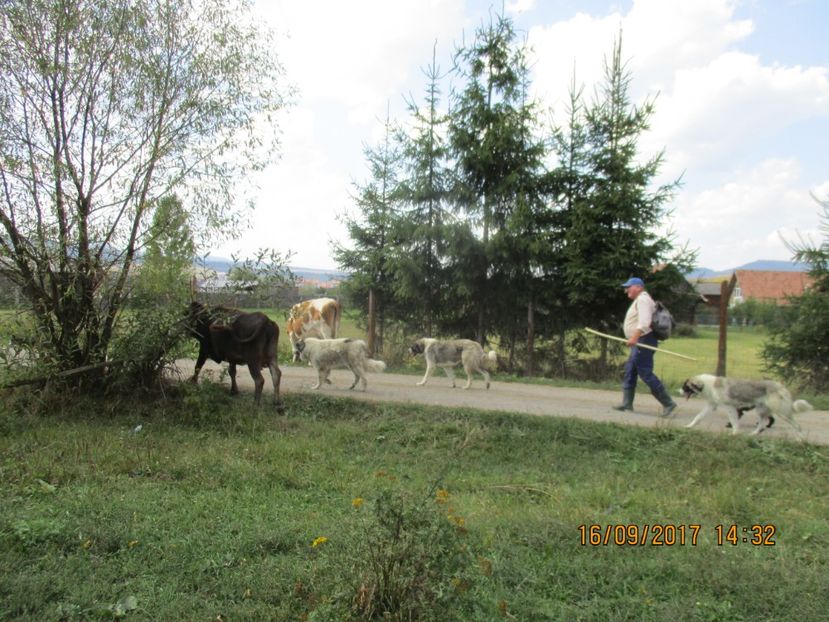  - COBORATUL CU STANA 2017 DIN CALIMANI