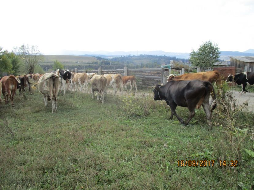  - COBORATUL CU STANA 2017 DIN CALIMANI