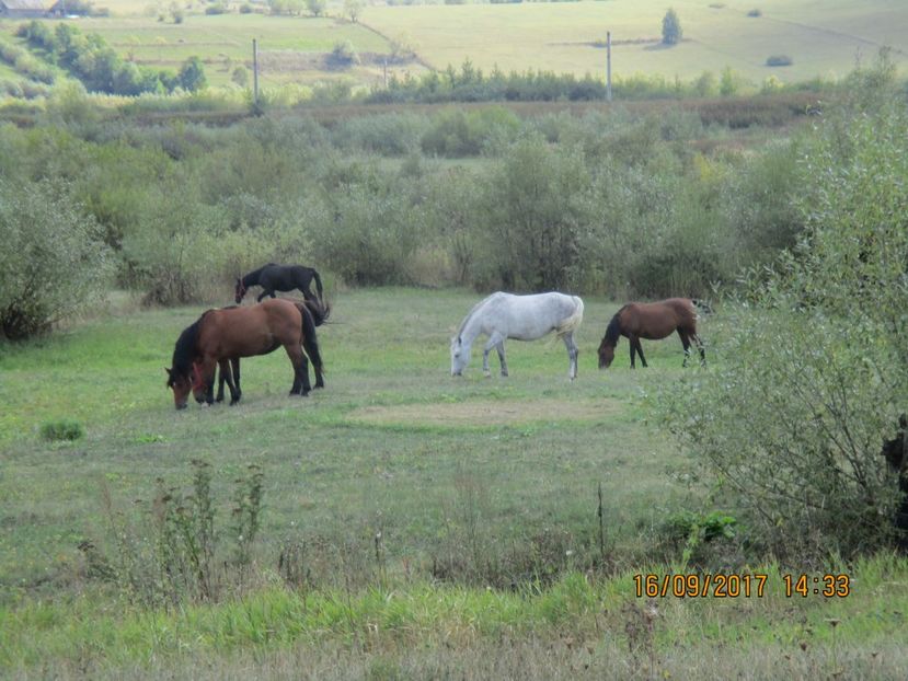  - COBORATUL CU STANA 2017 DIN CALIMANI