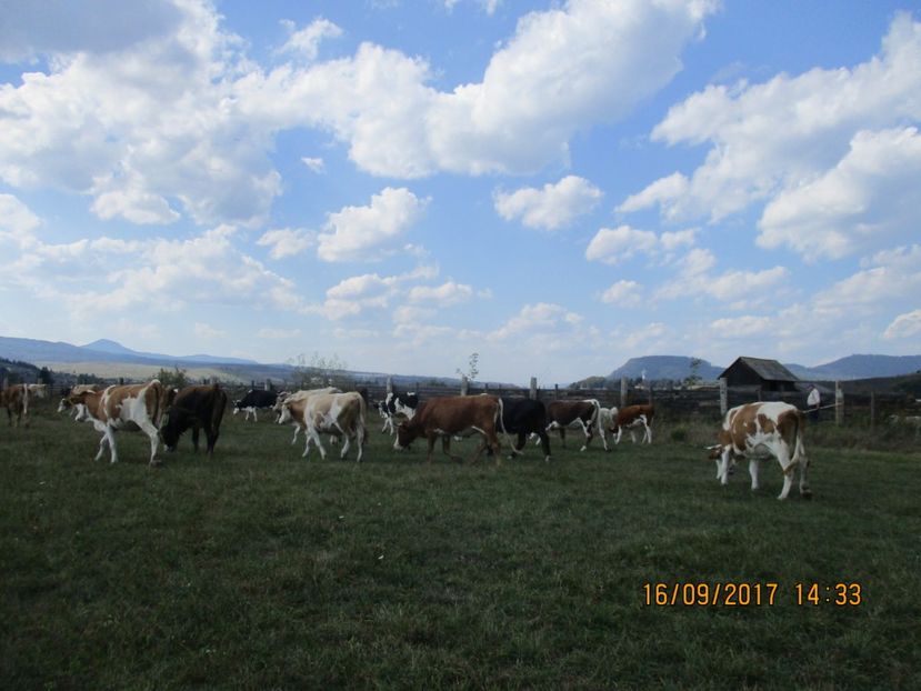  - COBORATUL CU STANA 2017 DIN CALIMANI
