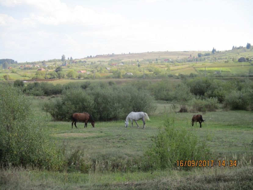  - COBORATUL CU STANA 2017 DIN CALIMANI