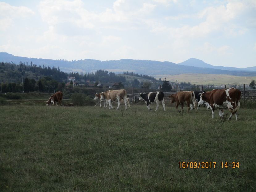  - COBORATUL CU STANA 2017 DIN CALIMANI