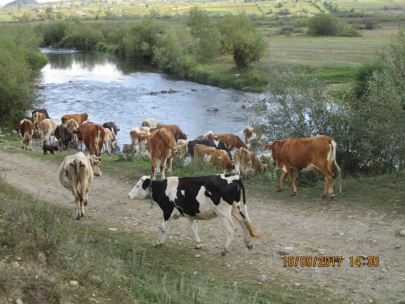  - COBORATUL CU STANA 2017 DIN CALIMANI
