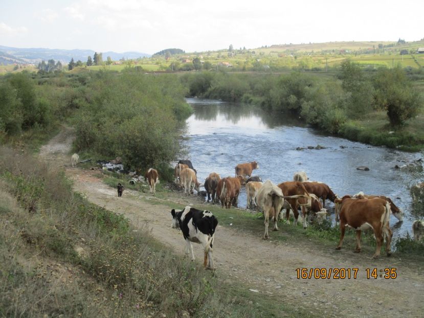  - COBORATUL CU STANA 2017 DIN CALIMANI