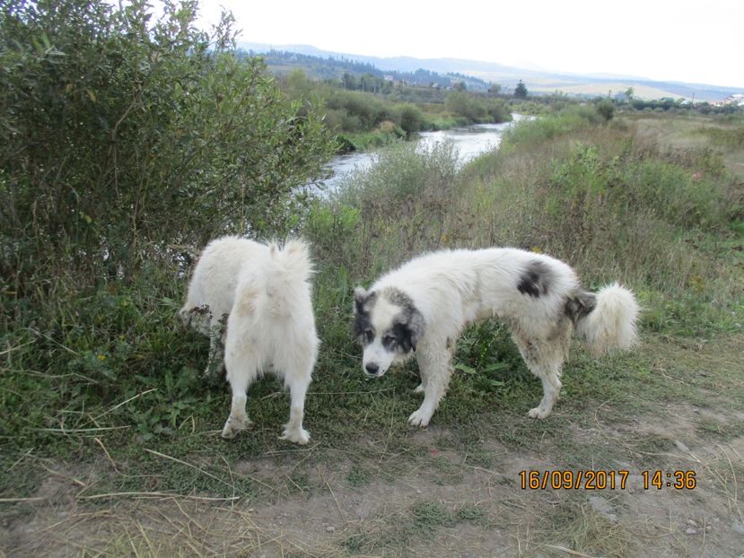  - COBORATUL CU STANA 2017 DIN CALIMANI
