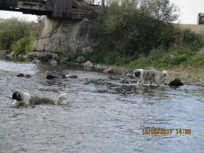  - COBORATUL CU STANA 2017 DIN CALIMANI