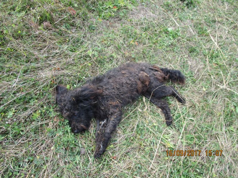  - COBORATUL CU STANA 2017 DIN CALIMANI