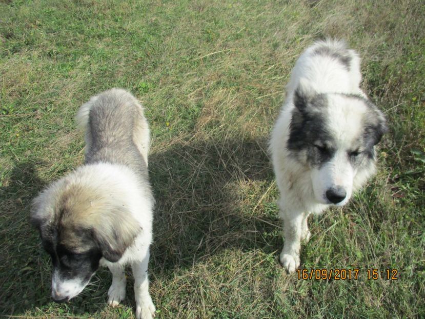  - COBORATUL CU STANA 2017 DIN CALIMANI