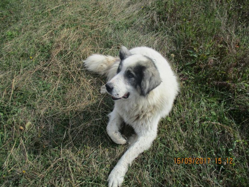  - COBORATUL CU STANA 2017 DIN CALIMANI