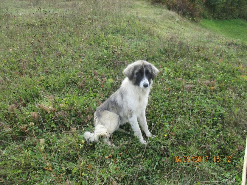  - COBORATUL CU STANA 2017 DIN CALIMANI