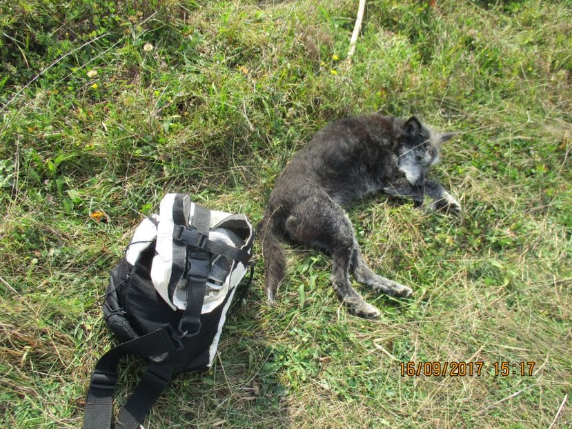  - COBORATUL CU STANA 2017 DIN CALIMANI