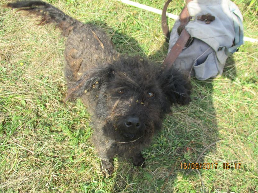  - COBORATUL CU STANA 2017 DIN CALIMANI