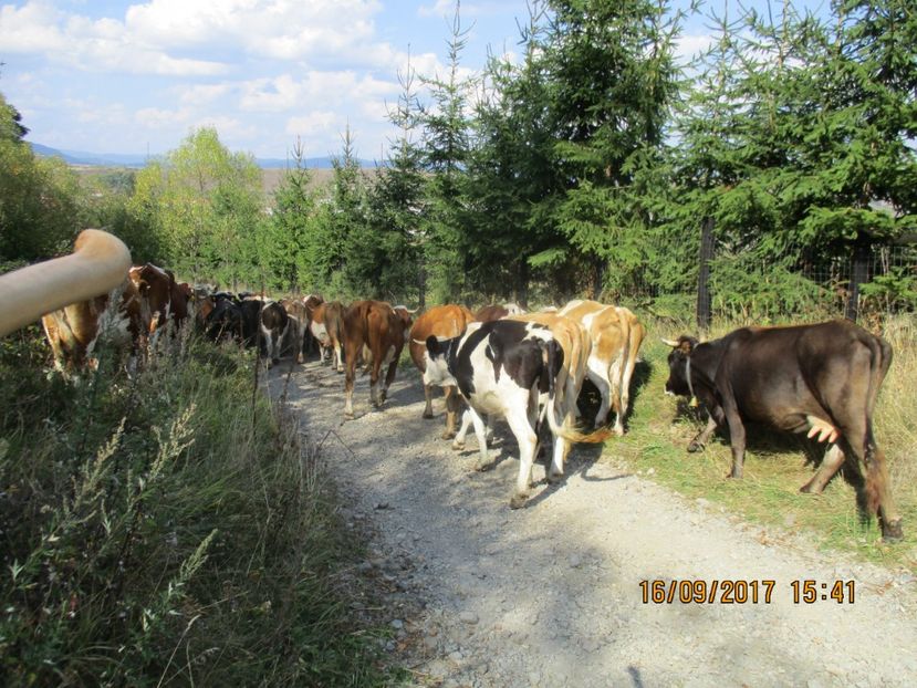  - COBORATUL CU STANA 2017 DIN CALIMANI