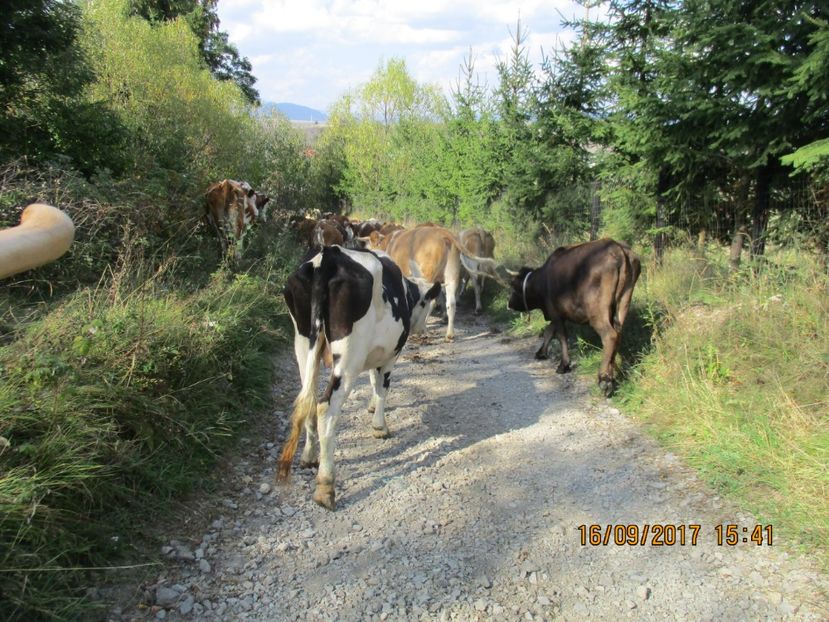  - COBORATUL CU STANA 2017 DIN CALIMANI
