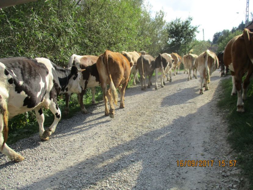  - COBORATUL CU STANA 2017 DIN CALIMANI