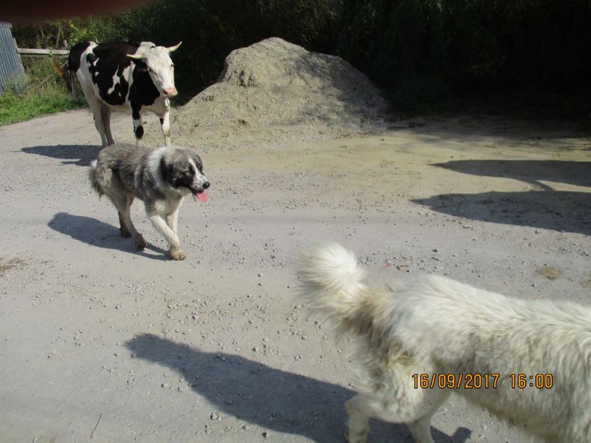  - COBORATUL CU STANA 2017 DIN CALIMANI