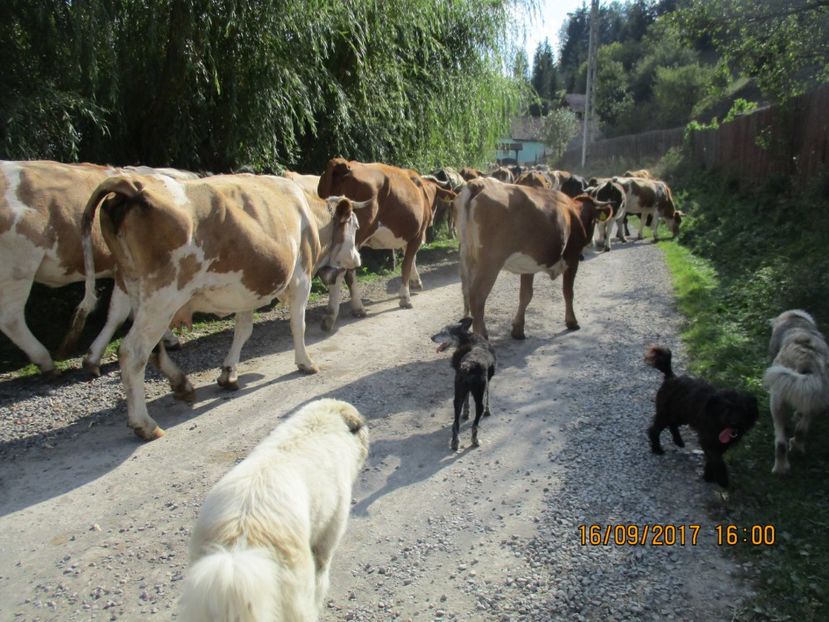  - COBORATUL CU STANA 2017 DIN CALIMANI
