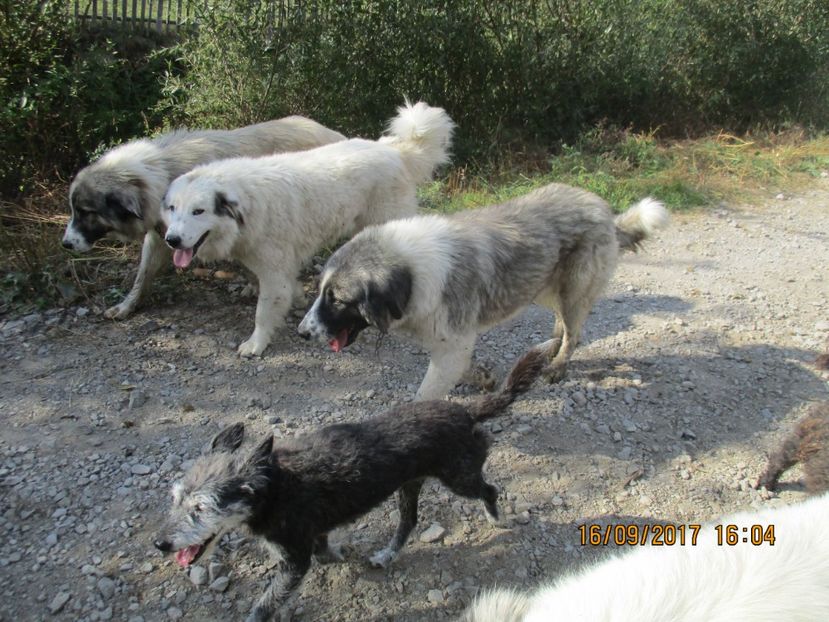  - COBORATUL CU STANA 2017 DIN CALIMANI