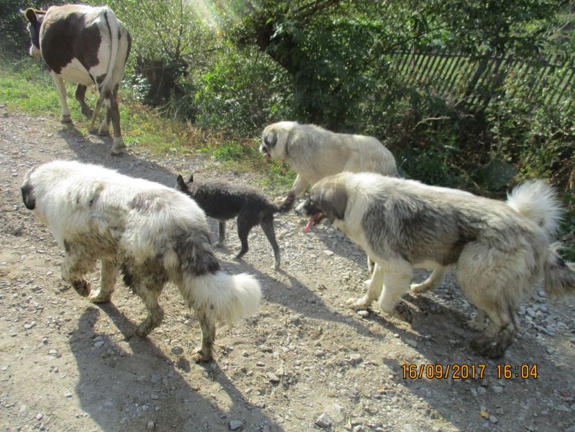  - COBORATUL CU STANA 2017 DIN CALIMANI