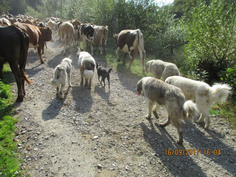  - COBORATUL CU STANA 2017 DIN CALIMANI