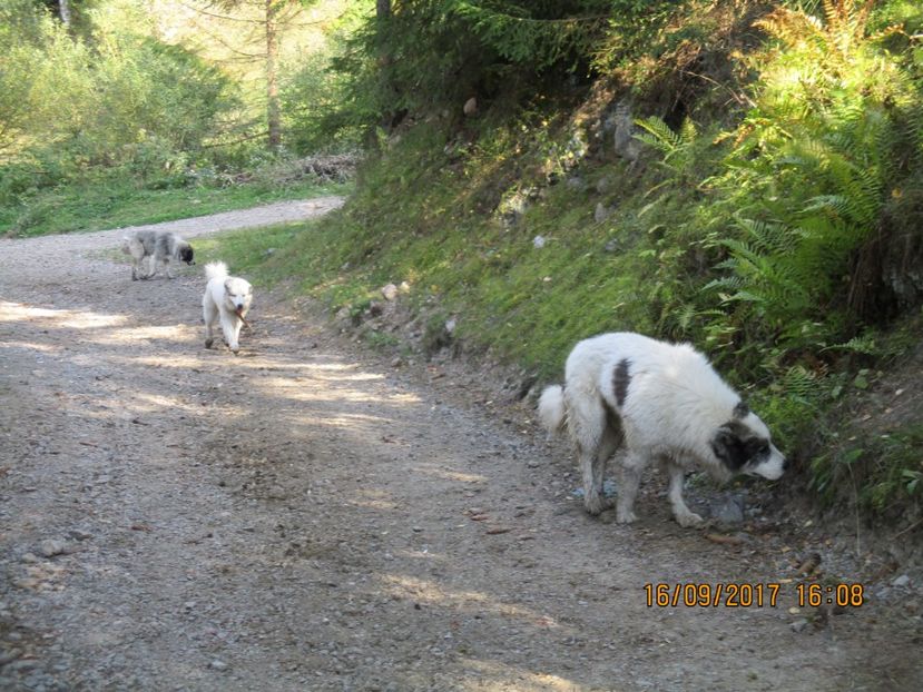  - COBORATUL CU STANA 2017 DIN CALIMANI