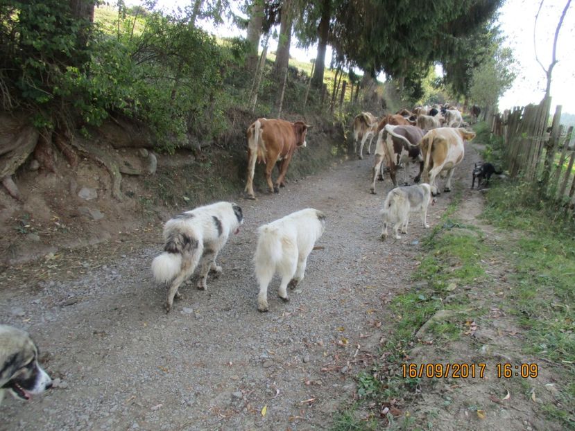  - COBORATUL CU STANA 2017 DIN CALIMANI