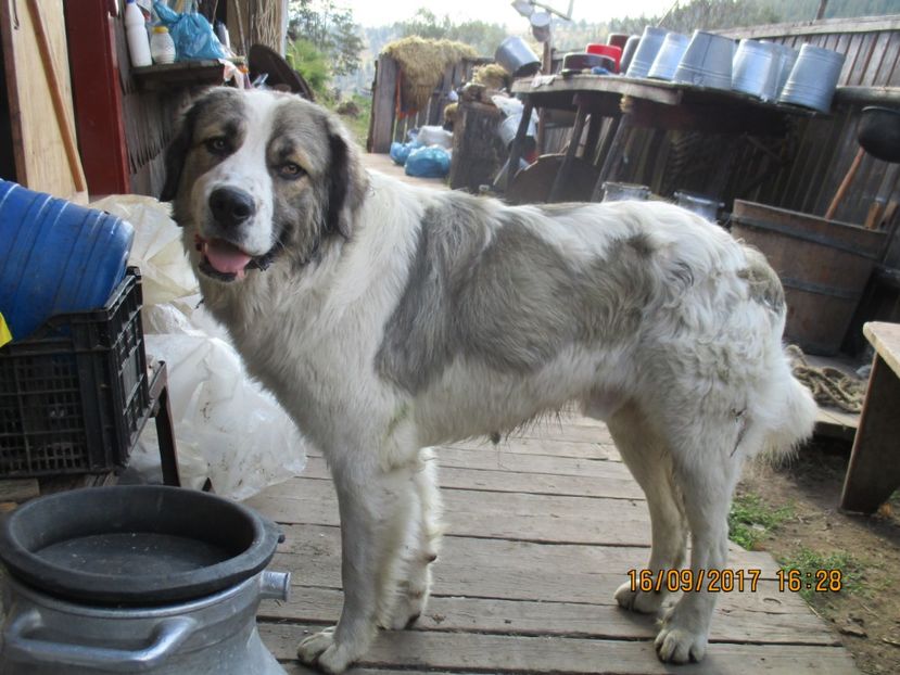  - COBORATUL CU STANA 2017 DIN CALIMANI