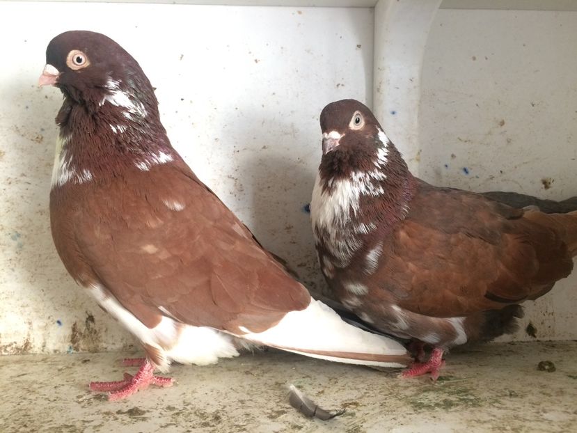  - 2-Perechi pana simpla 2019