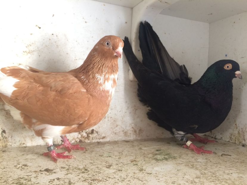 24 - 2-Perechi pana simpla 2019