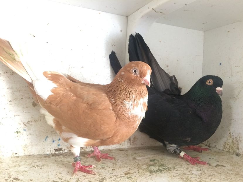  - 2-Perechi pana simpla 2019