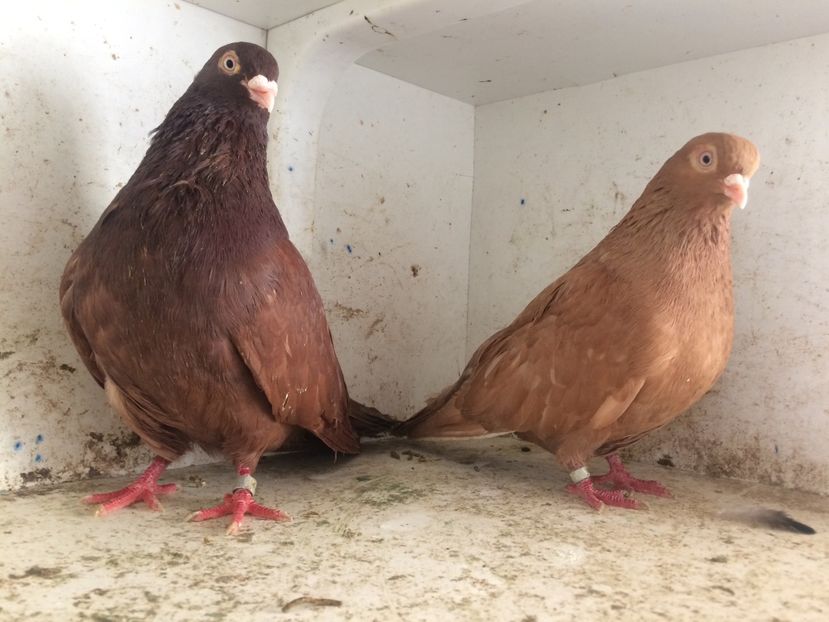 25 - 2-Perechi pana simpla 2019