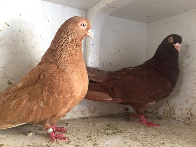  - 2-Perechi pana simpla 2019