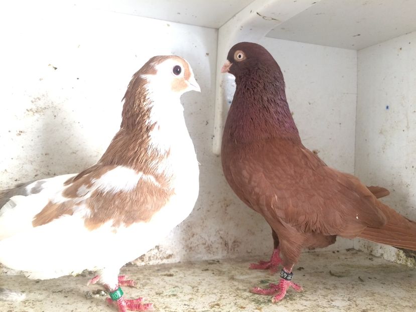 27 - 2-Perechi pana simpla 2019