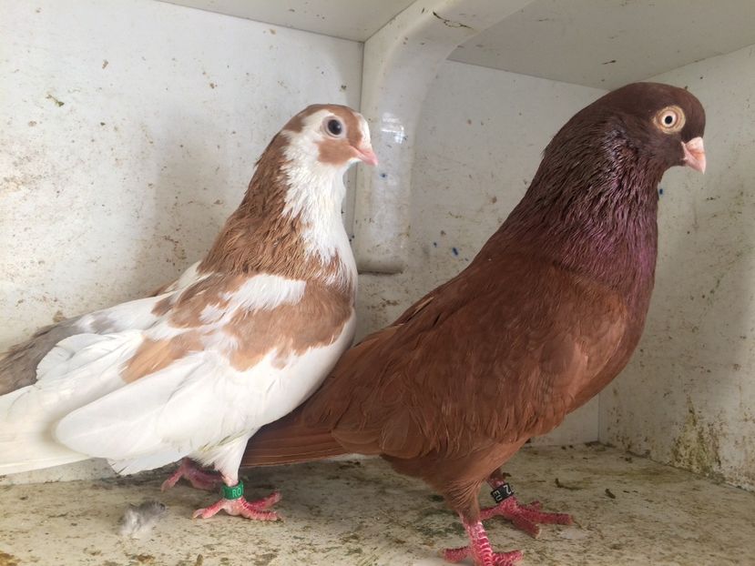  - 2-Perechi pana simpla 2019