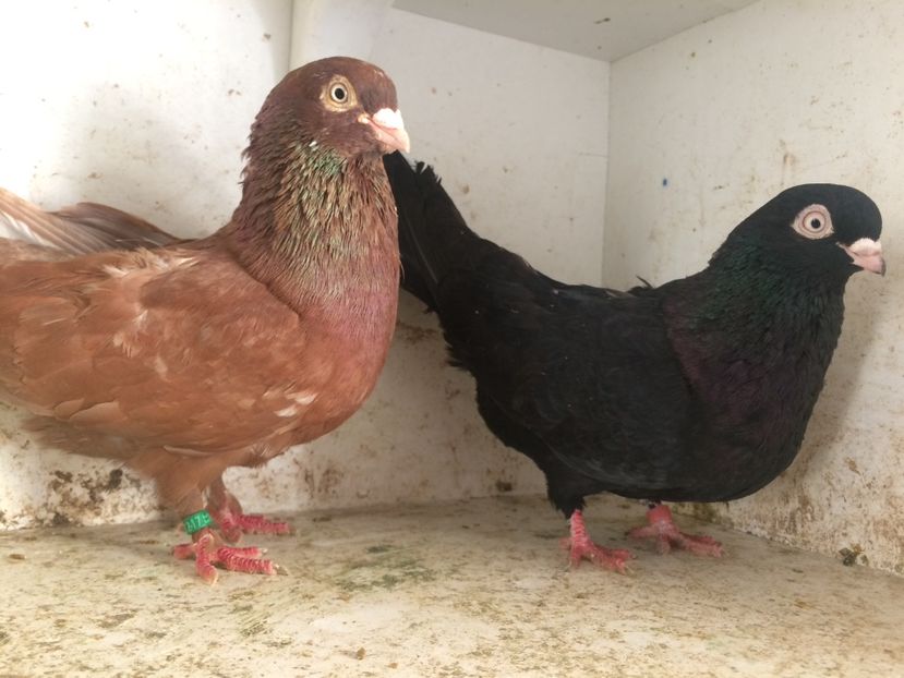  - 2-Perechi pana simpla 2019