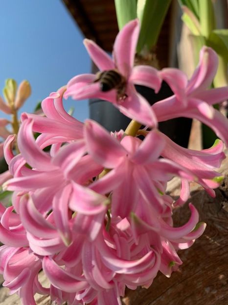  - curtea cu toate cele 2019