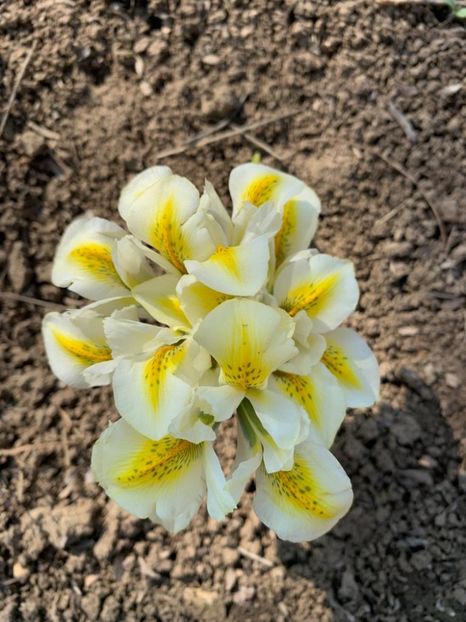  - curtea cu toate cele 2019