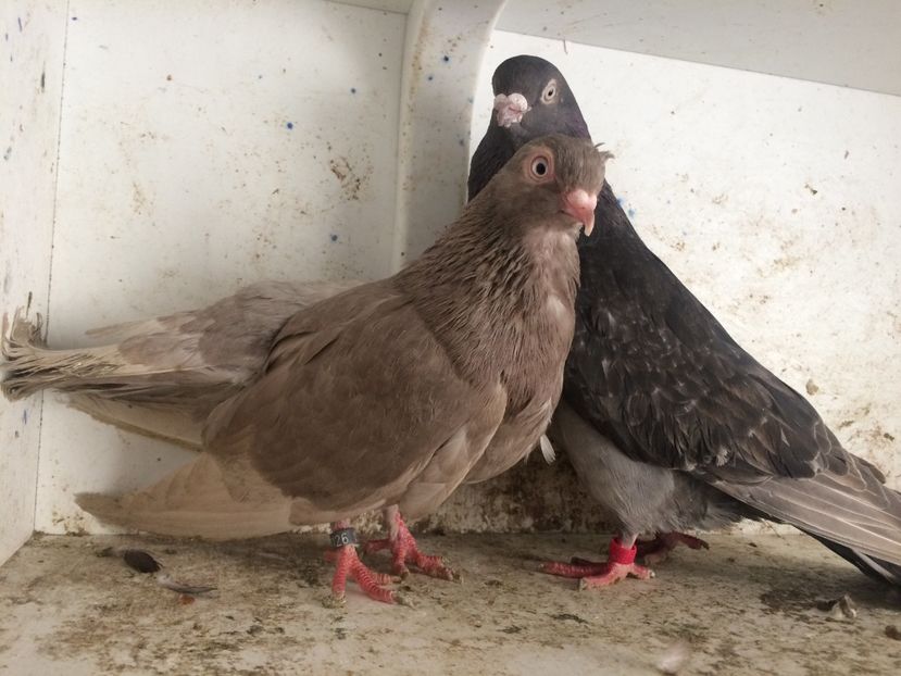  - 2-Perechi pana simpla 2019