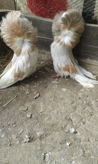 Maria Stuart - PORUMBEI VANDUTI