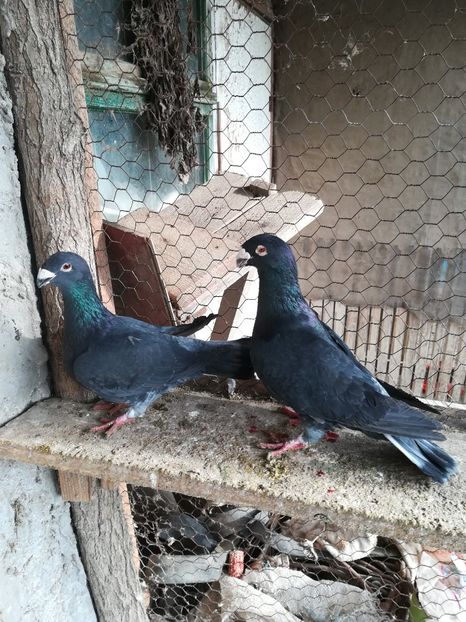 Simi - PORUMBEI VANDUTI