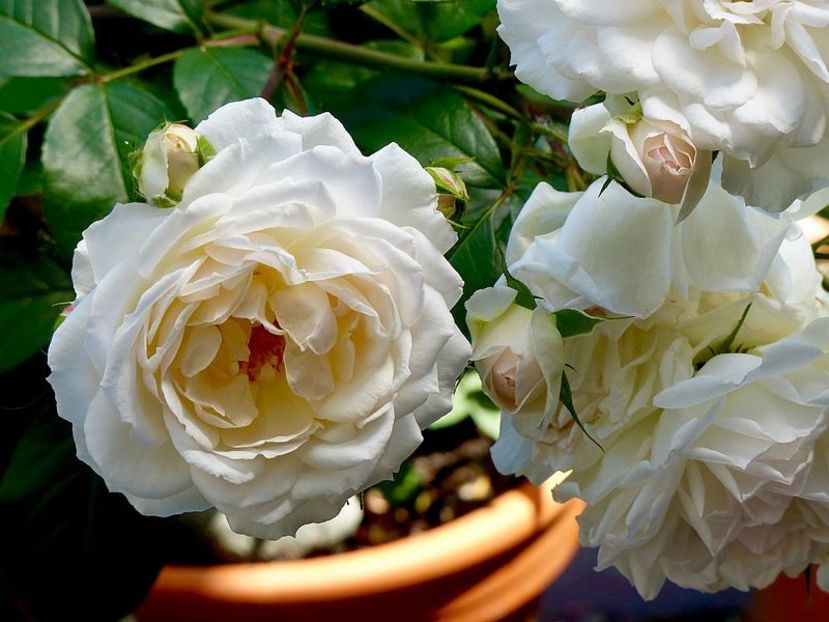 Rosa_'Stephanie_Baronin_zu_Guttenberg'_2017 - STEPHANIE BARONIN ZU GUTTENBERG