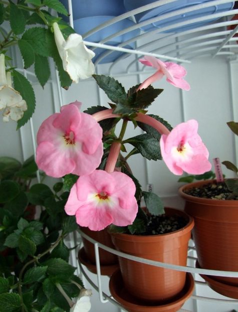 Apple Blossom - Noutăți Achimenes 2019