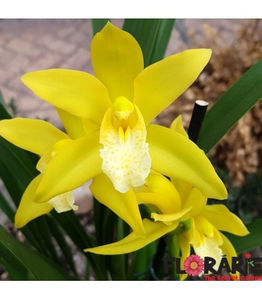 in asteptare - cymbii mei dragi