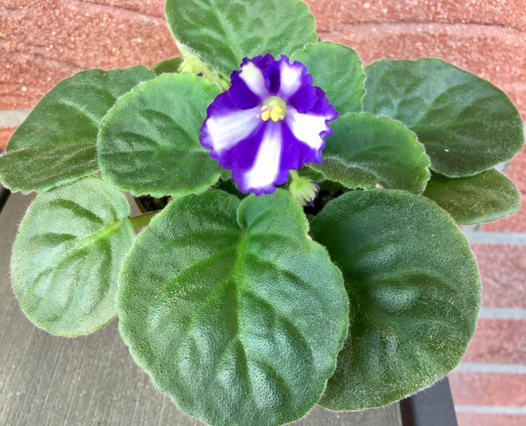 Optimara Chico - Optimara Chico