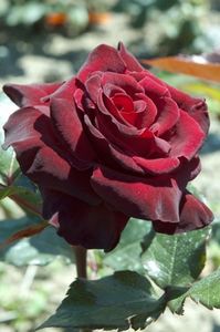 trandafir-black-baccara - BLACK BACCARA