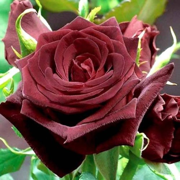 trandafir-teahibrid-black-baccara - BLACK BACCARA