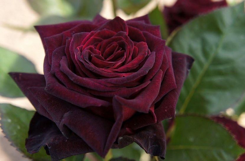 Rose Black Baccara - 2 - BLACK BACCARA