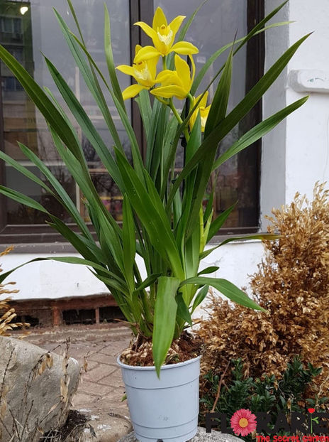 in asteptare - cymbii mei dragi