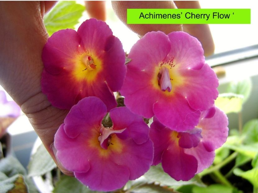 Cherry Flow - Noutăți Achimenes 2019